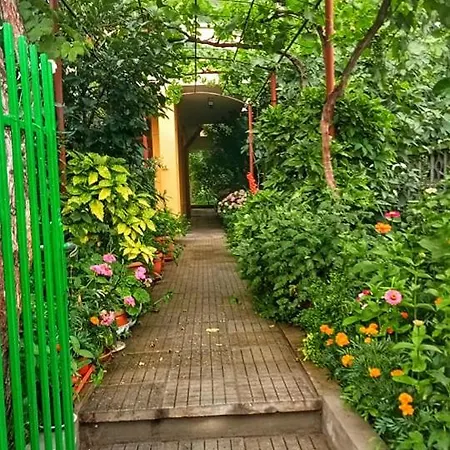 Family Magnolia - Summer 프리모르스코