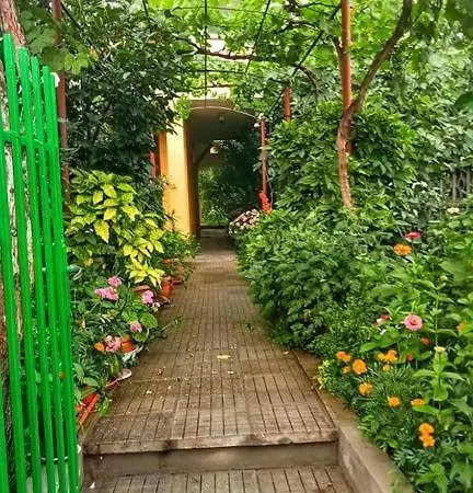 Family Magnolia - Summer Primorsko