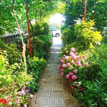 Family Magnolia - Summer